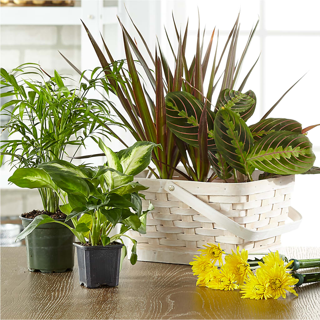 Florist Designed Blooming and Green Plants in a Basket – Raleighflowerexpress Llc, Holly Springs NC