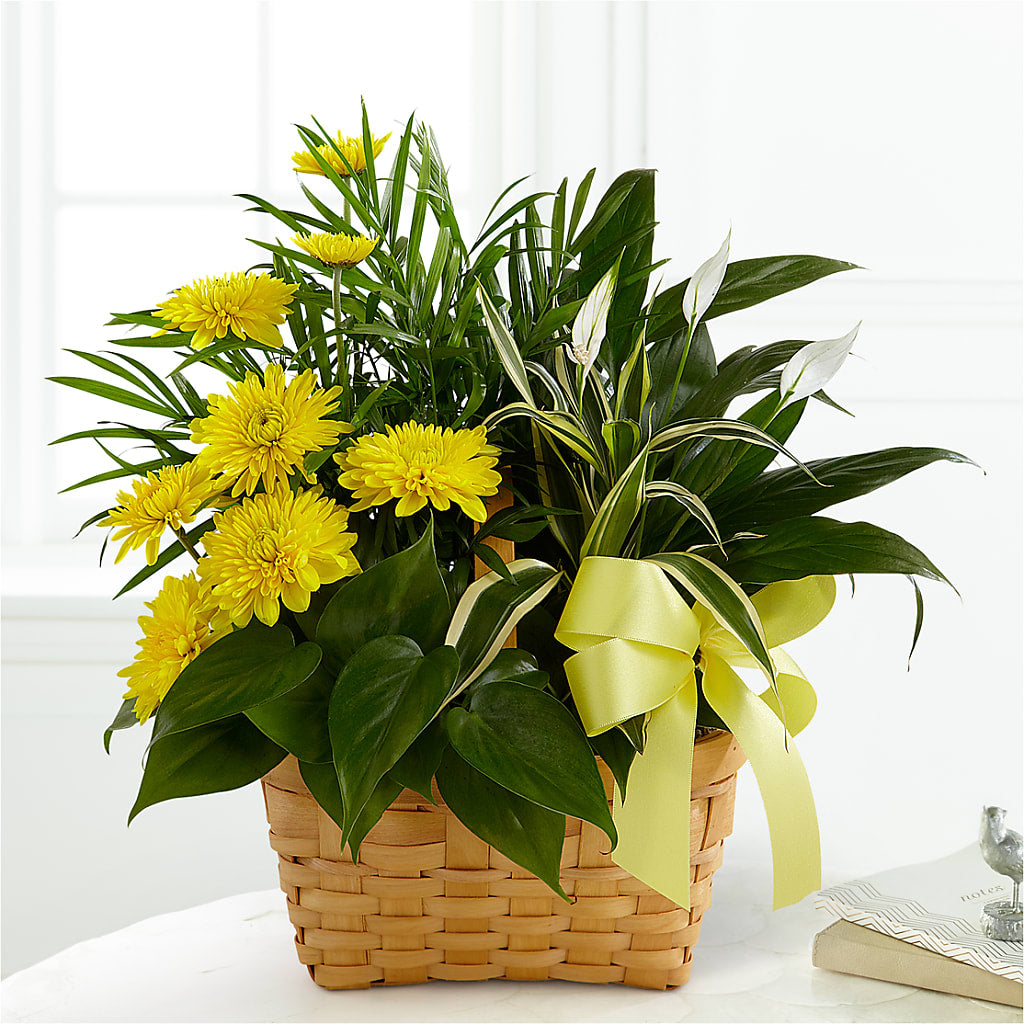Loving Light Dishgarden – Raleighflowerexpress Llc, Holly Springs NC