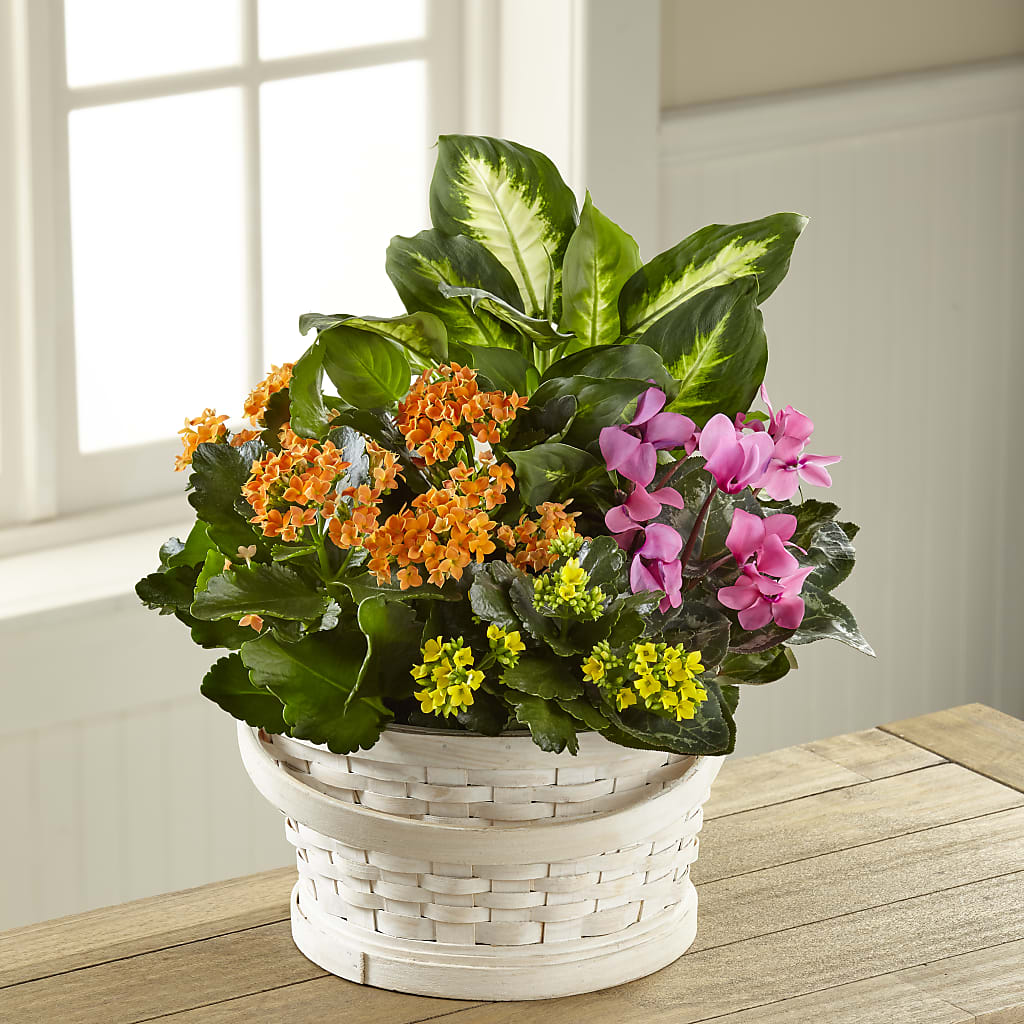 Color Crush Dishgarden – Raleighflowerexpress Llc, Holly Springs NC