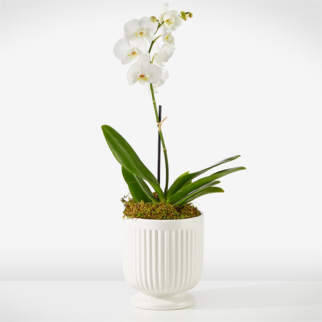 Whispering White Orchid – Raleighflowerexpress Llc, Holly Springs NC