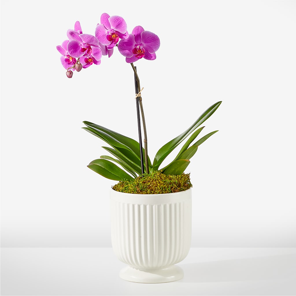 Friendly Fuchsia Orchid – Raleighflowerexpress Llc, Holly Springs NC