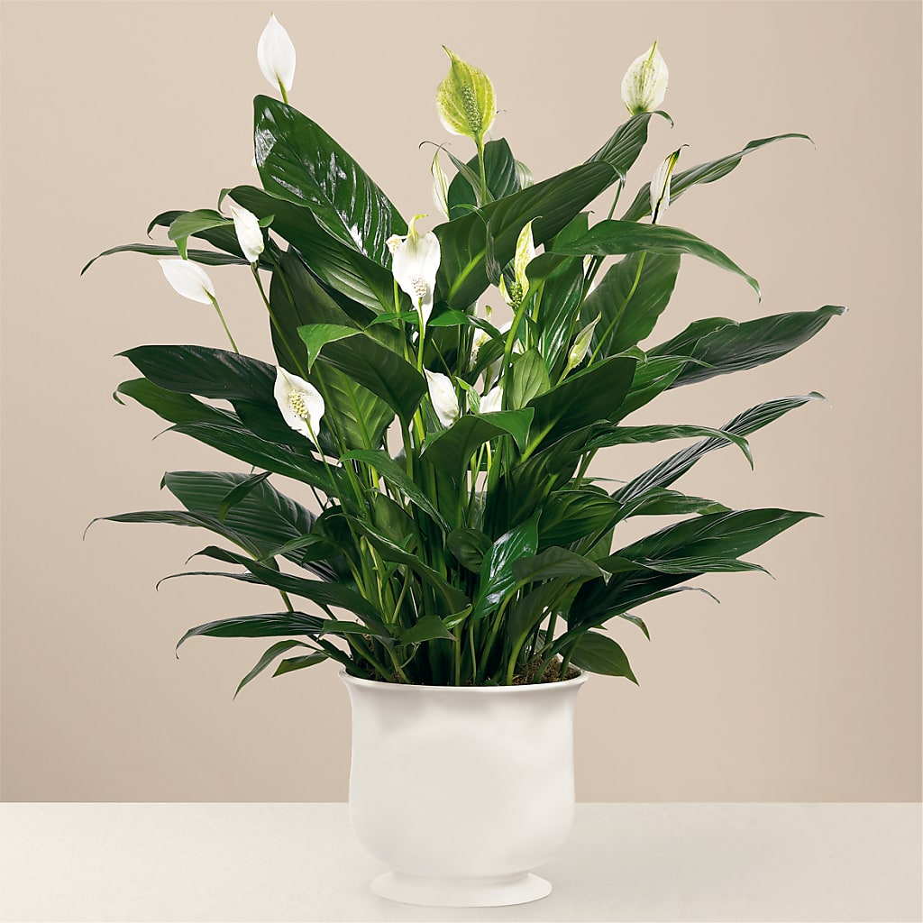 Comfort Planter – Raleighflowerexpress Llc, Holly Springs NC