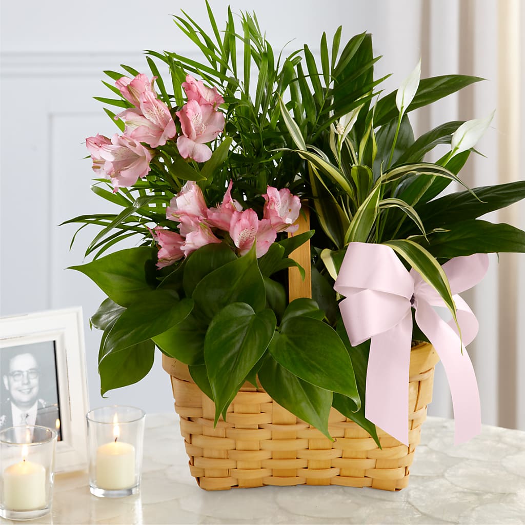 Living Spirit Dishgarden – Raleighflowerexpress Llc, Holly Springs NC