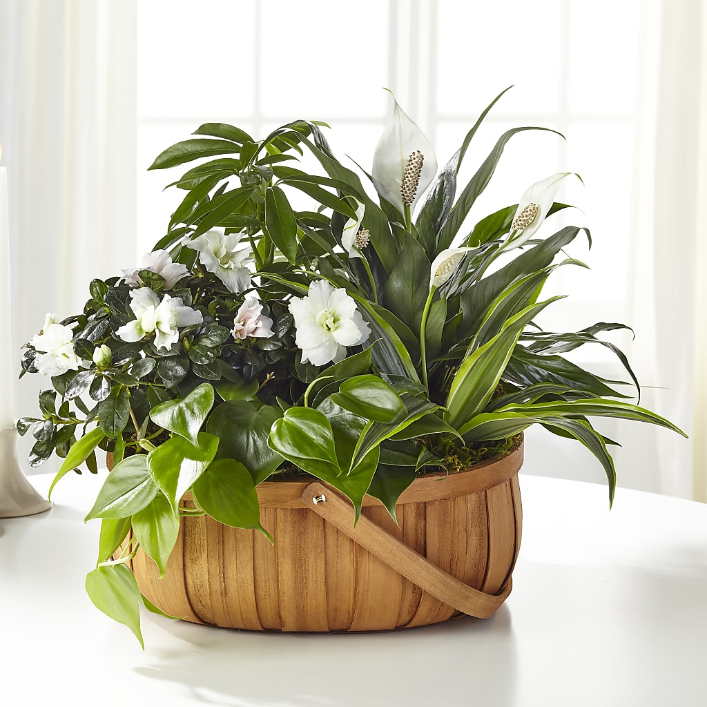 Serene Dishgarden – Raleighflowerexpress Llc, Holly Springs NC