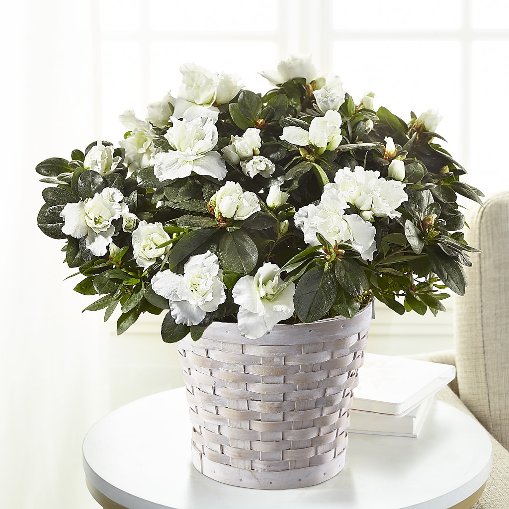 White Azalea Plant – Raleighflowerexpress Llc, Holly Springs NC