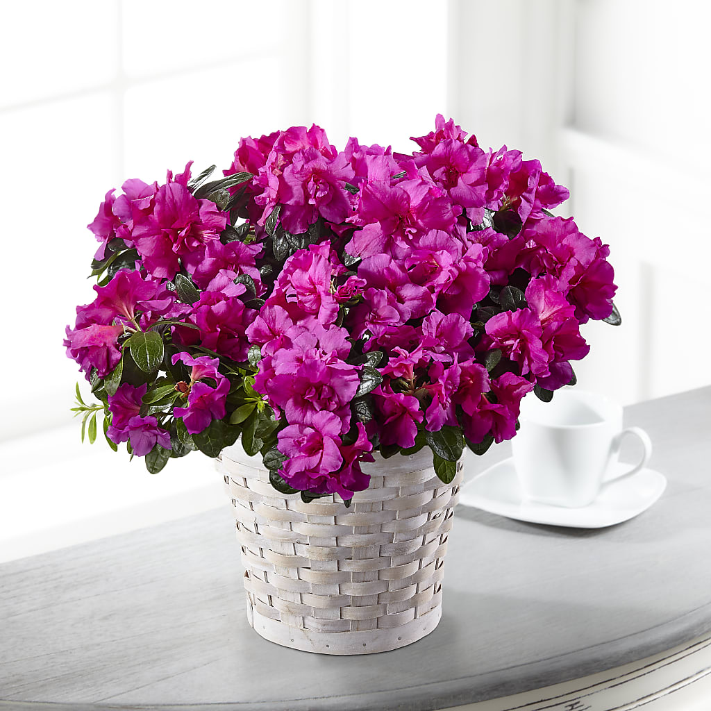 Hope & Serenity Azalea Plant – Raleighflowerexpress Llc, Holly Springs NC