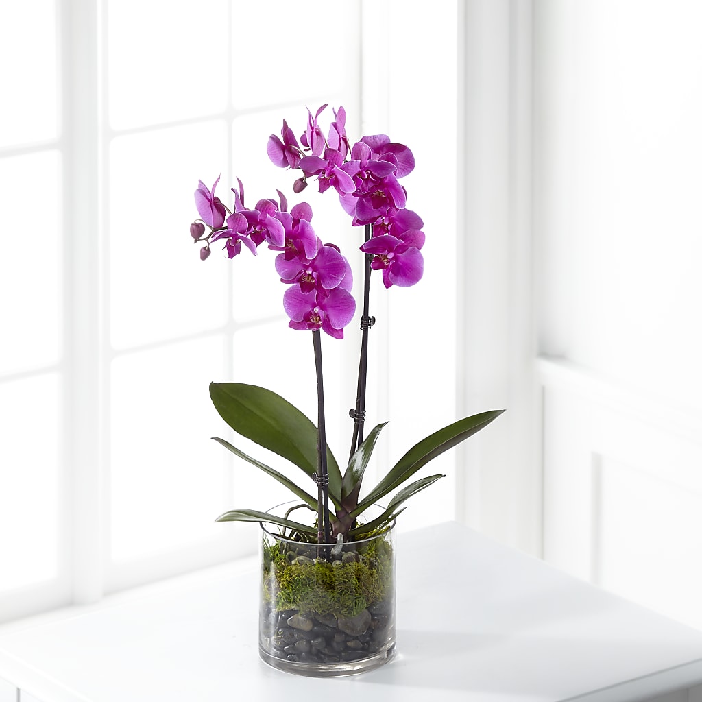 Pink Orchid Plant – Raleighflowerexpress Llc, Holly Springs NC