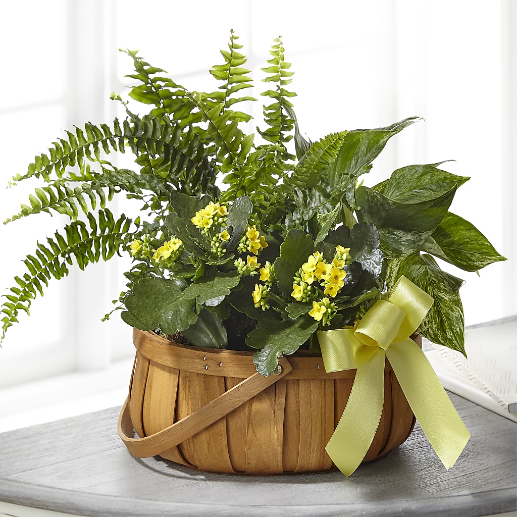 Always Dear Dishgarden – Raleighflowerexpress Llc, Holly Springs NC