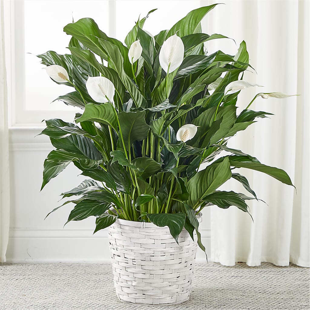 A New Leaf Peace Lily – Raleighflowerexpress Llc, Holly Springs NC