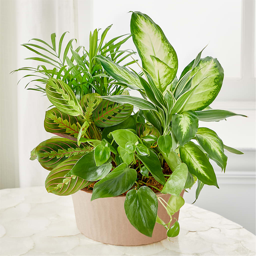 Balance & Harmony Dishgarden – Raleighflowerexpress Llc, Holly Springs NC