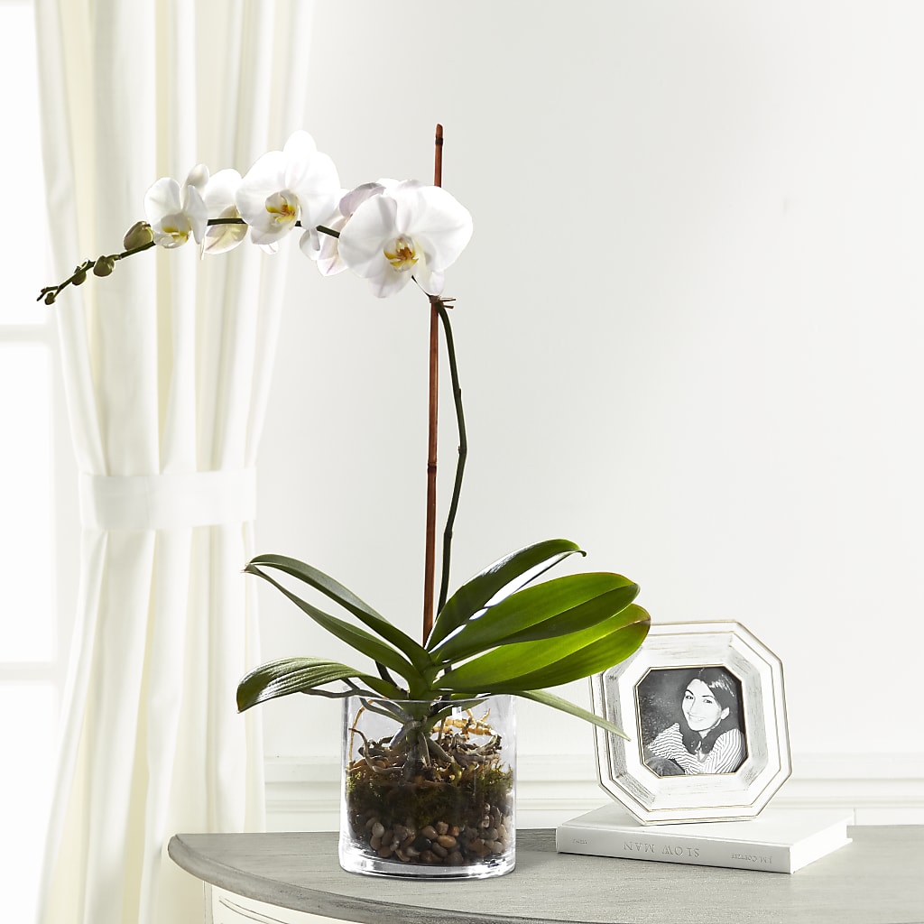 White Orchid Planter – Raleighflowerexpress Llc, Holly Springs NC