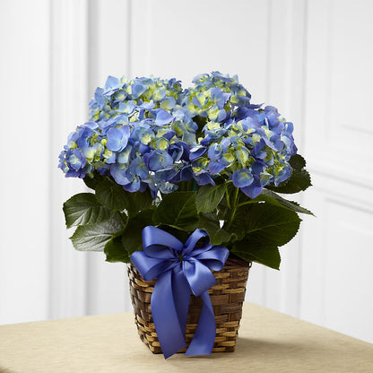 Blue Hydrangea Planter –  Raleighflowerexpress Llc, Holly Springs NC