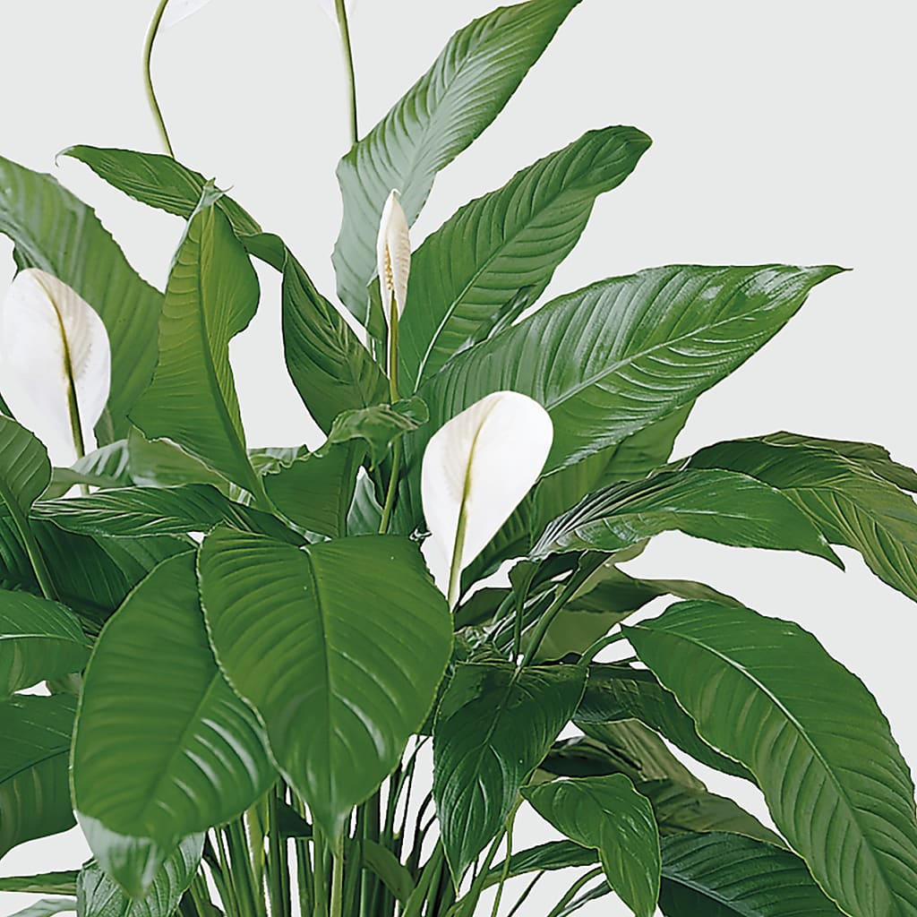 Tranquil Moments Peace Lily Plant –  Raleighflowerexpress Llc, Holly Springs NC