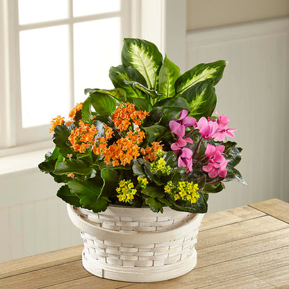 Color Crush Dishgarden –  Raleighflowerexpress Llc, Holly Springs NC