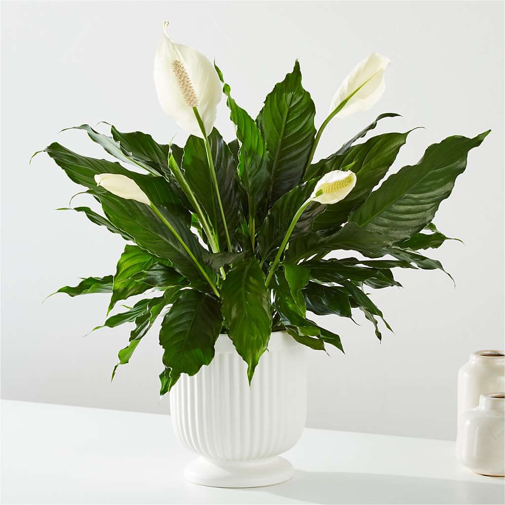 Comfort Planter –  Raleighflowerexpress Llc, Holly Springs NC