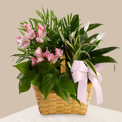Living Spirit Dishgarden –  Raleighflowerexpress Llc, Holly Springs NC