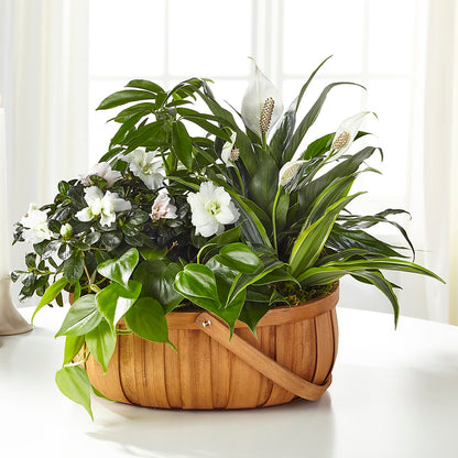 Serene Dishgarden –  Raleighflowerexpress Llc, Holly Springs NC