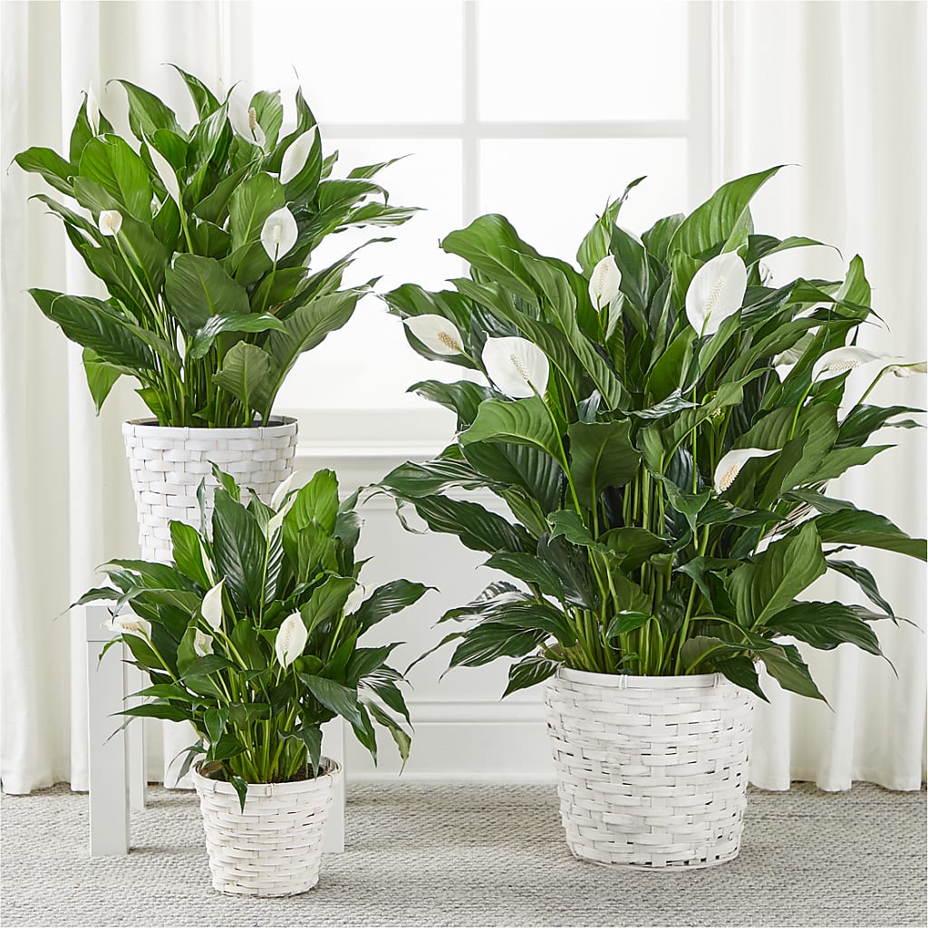 A New Leaf Peace Lily –  Raleighflowerexpress Llc, Holly Springs NC