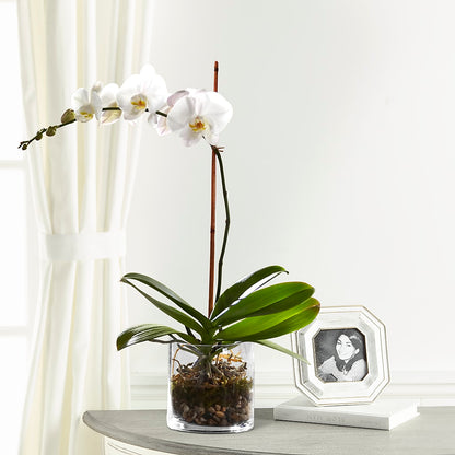 White Orchid Planter –  Raleighflowerexpress Llc, Holly Springs NC
