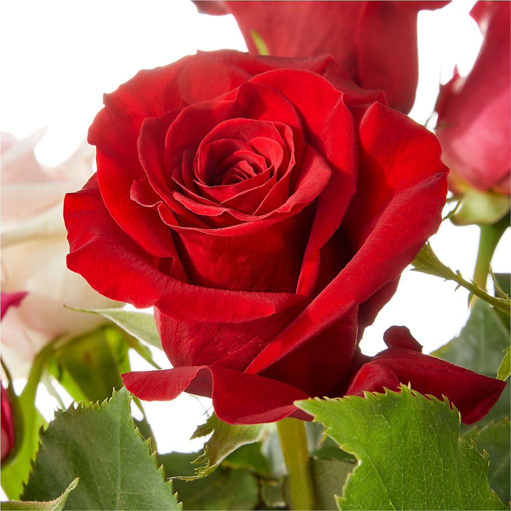 Love Notes Rose Bouquet –  Raleighflowerexpress Llc, Holly Springs NC